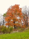 Autumn tree in the park: Oak tree with brilliantly colored orange leaves on a fall day