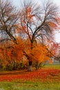 Autumn tree