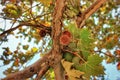 Autumn tree photographe Royalty Free Stock Photo