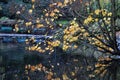 Autumn tree and pond