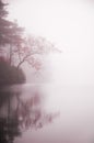 Autumn tree and pond in mist Royalty Free Stock Photo