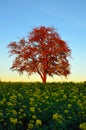 Autumn tree in rapeseed field Royalty Free Stock Photo