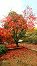 Autumn tree red park