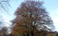 Autumn Trees on a clear day at Bedford Embankment UK. Royalty Free Stock Photo