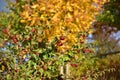Autumn tree with red fruits on sunny day Royalty Free Stock Photo