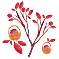 Autumn tree with red leaves and berries. Baskets with berries. Watercolor isolated illustration on a white background in a fairy