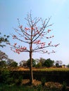 Autumn tree redflowers