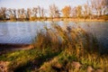 Autumn tree, reeds and grass on lake bank. Krenek, Czechia Royalty Free Stock Photo