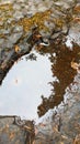 Tree reflecting in puddle