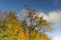 Autumn tree reflection in water Royalty Free Stock Photo