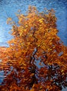 Autumn tree reflection on water Royalty Free Stock Photo