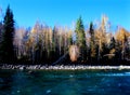 Autumn tree and river