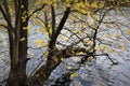 An autumn tree on the shore of the lake Royalty Free Stock Photo