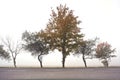 Autumn tree silhouette on road