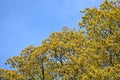 Maple flowers detail crown against a blue sky Acer platanoides Royalty Free Stock Photo