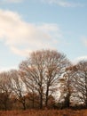 Autumn tree skyline brown bare branches no leaves fallen clear s