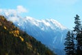 Autumn tree and snow mountain Royalty Free Stock Photo