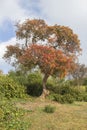 Autumn tree in Southend Cliff Gardens, Southend-on-Sea, Essex, England