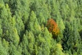 Autumn tree standing in the green crowd