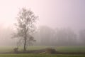 In autumn a tree stands lonely in the early morning mist in the landscape Royalty Free Stock Photo