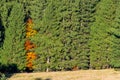 Autumn tree surrounded by green trees