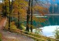 Autumn tree and Synevir lake Royalty Free Stock Photo