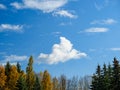 Autumn tree tops against a blue sky and white clouds Royalty Free Stock Photo