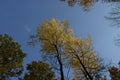 Autumn tree tops 01 Royalty Free Stock Photo