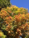 Autumn Tree Tops Royalty Free Stock Photo