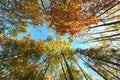 Autumn tree tops in autumn forest scene Royalty Free Stock Photo