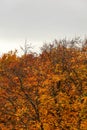 Autumn tree tops in vibrant colors, with overcast sky space for text above. Abstract fall weather background Royalty Free Stock Photo