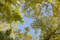 Autumn tree tops with yellow-green leaves on the background of blue sky. Royalty Free Stock Photo