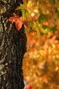 Autumn tree Royalty Free Stock Photo