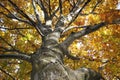 Autumn tree.