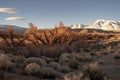 Autumn Tree In Valley Rural California Landscape With Snowy Mountains