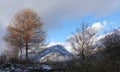 Autumn tree in Vang in Valdres region in Norway Royalty Free Stock Photo