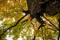 Autumn tree. The view from the bottom up