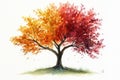 Autumn Tree Watercolor Painting Royalty Free Stock Photo