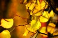 Autumn tree of yellow color. Russian landscape. Royalty Free Stock Photo