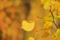 Autumn tree of yellow color. Russian landscape. Royalty Free Stock Photo