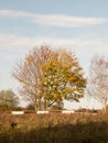 Autumn tree with yellow and green leaves and half bare behind fe Royalty Free Stock Photo