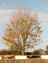 Autumn tree with yellow and green leaves and half bare behind fe Royalty Free Stock Photo