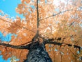 An autumn tree with yellow leaves against blue sky Royalty Free Stock Photo