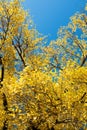 Autumn tree with yellow leaves against a blue sky. Royalty Free Stock Photo
