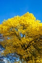 Autumn tree with yellow leaves against the blue sky Royalty Free Stock Photo