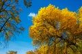 Autumn tree with yellow leaves against the blue sky Royalty Free Stock Photo