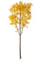 Autumn tree with yellow leaves isolated on white background, cutout plant Royalty Free Stock Photo