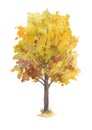 Autumn tree with yellow and orange leaves isolated on white background.