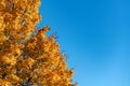 Autumn treer with orange leaves. Autumn background Royalty Free Stock Photo