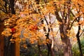 Autumn trees Royalty Free Stock Photo